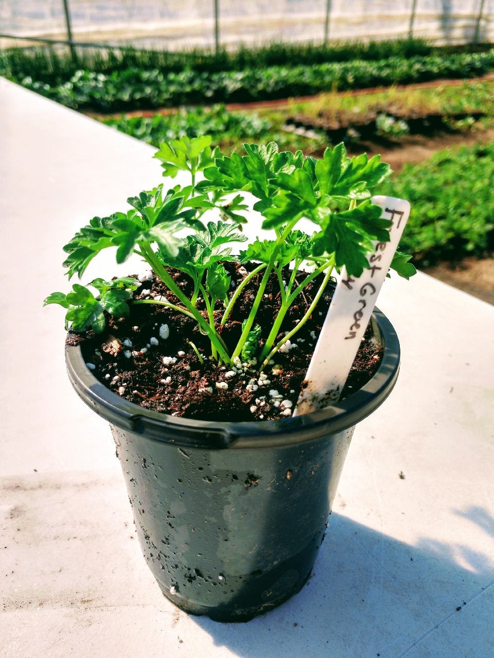 Parsley (Live Edible) Priest Family Farm